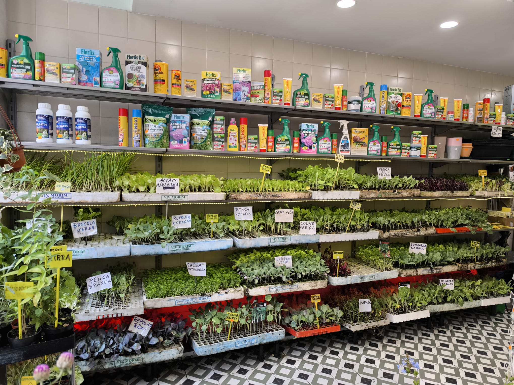 Mudas de Hortícolas e Aromáticas (Tabuleiros de Alvéolos)